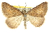  ( - 10ANIC-11717)  @14 [ ] CreativeCommons - Attribution (2010) CBG Photography Group Centre for Biodiversity Genomics