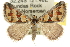  (Dichromodes aesia - 10ANIC-11720)  @15 [ ] CreativeCommons - Attribution (2010) CBG Photography Group Centre for Biodiversity Genomics
