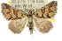  ( - 10ANIC-11722)  @15 [ ] CreativeCommons - Attribution (2010) CBG Photography Group Centre for Biodiversity Genomics