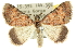  (Dichromodes sp. ANIC6 - 10ANIC-11725)  @13 [ ] CreativeCommons - Attribution (2010) CBG Photography Group Centre for Biodiversity Genomics