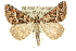  ( - 10ANIC-11734)  @14 [ ] CreativeCommons - Attribution (2010) CBG Photography Group Centre for Biodiversity Genomics