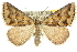  ( - 10ANIC-11735)  @15 [ ] CreativeCommons - Attribution (2010) CBG Photography Group Centre for Biodiversity Genomics