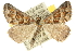  ( - 10ANIC-11736)  @15 [ ] CreativeCommons - Attribution (2010) CBG Photography Group Centre for Biodiversity Genomics