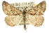  (Dichromodes sp. ANIC10 - 10ANIC-11737)  @15 [ ] CreativeCommons - Attribution (2010) CBG Photography Group Centre for Biodiversity Genomics