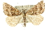  ( - 10ANIC-11738)  @15 [ ] CreativeCommons - Attribution (2010) CBG Photography Group Centre for Biodiversity Genomics
