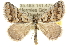  (Dichromodes sp. ANIC12 - 10ANIC-11744)  @15 [ ] CreativeCommons - Attribution (2010) CBG Photography Group Centre for Biodiversity Genomics