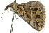  ( - 10ANIC-11747)  @12 [ ] CreativeCommons - Attribution (2010) CBG Photography Group Centre for Biodiversity Genomics