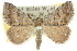  (Dichromodes ioneura - 10ANIC-11748)  @16 [ ] CreativeCommons - Attribution (2010) CBG Photography Group Centre for Biodiversity Genomics