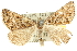  ( - 10ANIC-11752)  @11 [ ] CreativeCommons - Attribution (2010) CBG Photography Group Centre for Biodiversity Genomics