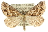  (Dichromodes poecilotis - 10ANIC-11753)  @15 [ ] CreativeCommons - Attribution (2010) CBG Photography Group Centre for Biodiversity Genomics