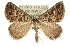  ( - 10ANIC-11754)  @15 [ ] CreativeCommons - Attribution (2010) CBG Photography Group Centre for Biodiversity Genomics