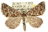  (Dichromodes sp. ANIC11 - 10ANIC-11755)  @15 [ ] CreativeCommons - Attribution (2010) CBG Photography Group Centre for Biodiversity Genomics