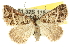 ( - 10ANIC-11762)  @14 [ ] CreativeCommons - Attribution (2010) CBG Photography Group Centre for Biodiversity Genomics