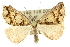  (Dichromodes euprepes - 10ANIC-11766)  @15 [ ] CreativeCommons - Attribution (2010) CBG Photography Group Centre for Biodiversity Genomics