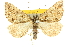  ( - 10ANIC-11767)  @11 [ ] CreativeCommons - Attribution (2010) CBG Photography Group Centre for Biodiversity Genomics