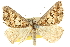  (Dichromodes sp. ANIC18 - 10ANIC-11771)  @12 [ ] CreativeCommons - Attribution (2010) CBG Photography Group Centre for Biodiversity Genomics