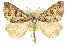  (Dichromodes cirrhoplaca - 10ANIC-11773)  @11 [ ] CreativeCommons - Attribution (2010) CBG Photography Group Centre for Biodiversity Genomics