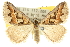 (Dichromodes sp. ANIC19 - 10ANIC-11775)  @14 [ ] CreativeCommons - Attribution (2010) CBG Photography Group Centre for Biodiversity Genomics