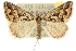  (Dichromodes sp. ANIC22 - 10ANIC-11780)  @15 [ ] CreativeCommons - Attribution (2010) CBG Photography Group Centre for Biodiversity Genomics