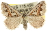  (Dichromodes sp. ANIC24 - 10ANIC-11782)  @15 [ ] CreativeCommons - Attribution (2010) CBG Photography Group Centre for Biodiversity Genomics