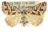  (Dichromodes sp. ANIC25 - 10ANIC-11784)  @15 [ ] CreativeCommons - Attribution (2010) CBG Photography Group Centre for Biodiversity Genomics