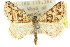  (Dichromodes sp. ANIC21 - 10ANIC-11785)  @15 [ ] CreativeCommons - Attribution (2010) CBG Photography Group Centre for Biodiversity Genomics