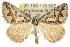  (Dichromodes sp. ANIC27 - 10ANIC-11789)  @15 [ ] CreativeCommons - Attribution (2010) CBG Photography Group Centre for Biodiversity Genomics