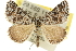 (Dichromodes partitaria - 10ANIC-11790)  @15 [ ] CreativeCommons - Attribution (2010) CBG Photography Group Centre for Biodiversity Genomics