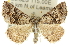  (Dichromodes compsotis - 10ANIC-11792)  @15 [ ] CreativeCommons - Attribution (2010) CBG Photography Group Centre for Biodiversity Genomics