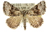  (Dichromodes aristadelpha - 10ANIC-11793)  @15 [ ] CreativeCommons - Attribution (2010) CBG Photography Group Centre for Biodiversity Genomics