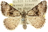  ( - 10ANIC-11794)  @11 [ ] CreativeCommons - Attribution (2010) CBG Photography Group Centre for Biodiversity Genomics