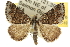  ( - 10ANIC-11795)  @15 [ ] CreativeCommons - Attribution (2010) CBG Photography Group Centre for Biodiversity Genomics