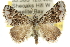  ( - 10ANIC-11797)  @15 [ ] CreativeCommons - Attribution (2010) CBG Photography Group Centre for Biodiversity Genomics