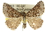  ( - 10ANIC-11801)  @15 [ ] CreativeCommons - Attribution (2010) CBG Photography Group Centre for Biodiversity Genomics