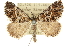  ( - 10ANIC-11809)  @13 [ ] CreativeCommons - Attribution (2010) CBG Photography Group Centre for Biodiversity Genomics