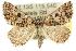  (Dichromodes orthozona - 10ANIC-11810)  @15 [ ] CreativeCommons - Attribution (2010) CBG Photography Group Centre for Biodiversity Genomics