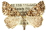  ( - 10ANIC-11811)  @15 [ ] CreativeCommons - Attribution (2010) CBG Photography Group Centre for Biodiversity Genomics