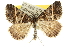  (Dichromodes orthotis - 10ANIC-11812)  @15 [ ] CreativeCommons - Attribution (2010) CBG Photography Group Centre for Biodiversity Genomics