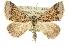  ( - 10ANIC-11817)  @15 [ ] CreativeCommons - Attribution (2010) CBG Photography Group Centre for Biodiversity Genomics