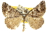  ( - 10ANIC-11818)  @11 [ ] CreativeCommons - Attribution (2010) CBG Photography Group Centre for Biodiversity Genomics