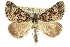  ( - 10ANIC-11827)  @14 [ ] CreativeCommons - Attribution (2010) CBG Photography Group Centre for Biodiversity Genomics