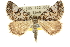  ( - 10ANIC-11832)  @11 [ ] CreativeCommons - Attribution (2010) CBG Photography Group Centre for Biodiversity Genomics
