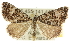  ( - 10ANIC-11834)  @15 [ ] CreativeCommons - Attribution (2010) CBG Photography Group Centre for Biodiversity Genomics