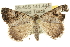  (Dichromodes sp. ANIC32 - 10ANIC-11835)  @15 [ ] CreativeCommons - Attribution (2010) CBG Photography Group Centre for Biodiversity Genomics