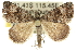  ( - 10ANIC-11838)  @12 [ ] CreativeCommons - Attribution (2010) CBG Photography Group Centre for Biodiversity Genomics
