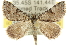  (Dichromodes sp. ANIC33 - 10ANIC-11840)  @15 [ ] CreativeCommons - Attribution (2010) CBG Photography Group Centre for Biodiversity Genomics