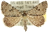  ( - 10ANIC-11841)  @14 [ ] CreativeCommons - Attribution (2010) CBG Photography Group Centre for Biodiversity Genomics