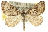 (Dichromodes sp. ANIC31 - 10ANIC-11844)  @15 [ ] CreativeCommons - Attribution (2010) CBG Photography Group Centre for Biodiversity Genomics