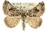  (Dichromodes sp. ANIC34 - 10ANIC-11846)  @15 [ ] CreativeCommons - Attribution (2010) CBG Photography Group Centre for Biodiversity Genomics