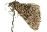  ( - 10ANIC-11847)  @12 [ ] CreativeCommons - Attribution (2010) CBG Photography Group Centre for Biodiversity Genomics